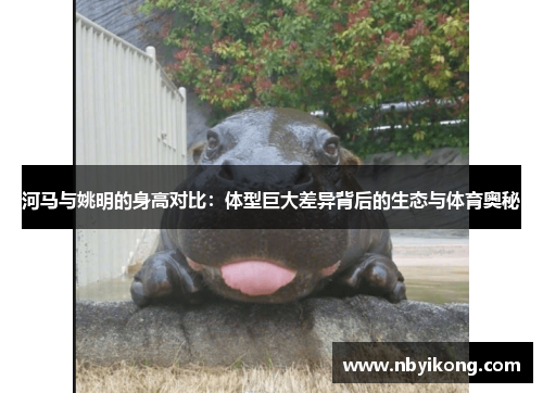 河马与姚明的身高对比：体型巨大差异背后的生态与体育奥秘